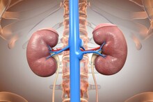 Kidney : उन्हाळ्यात जपा किडन्यांचं आरोग्य, मूत्रपिंडांच्या व्यवस्थित कार्यासाठी नेफ्रोलॉजिस्टनं दिल्यात महत्त्वाच्या टिप्स
