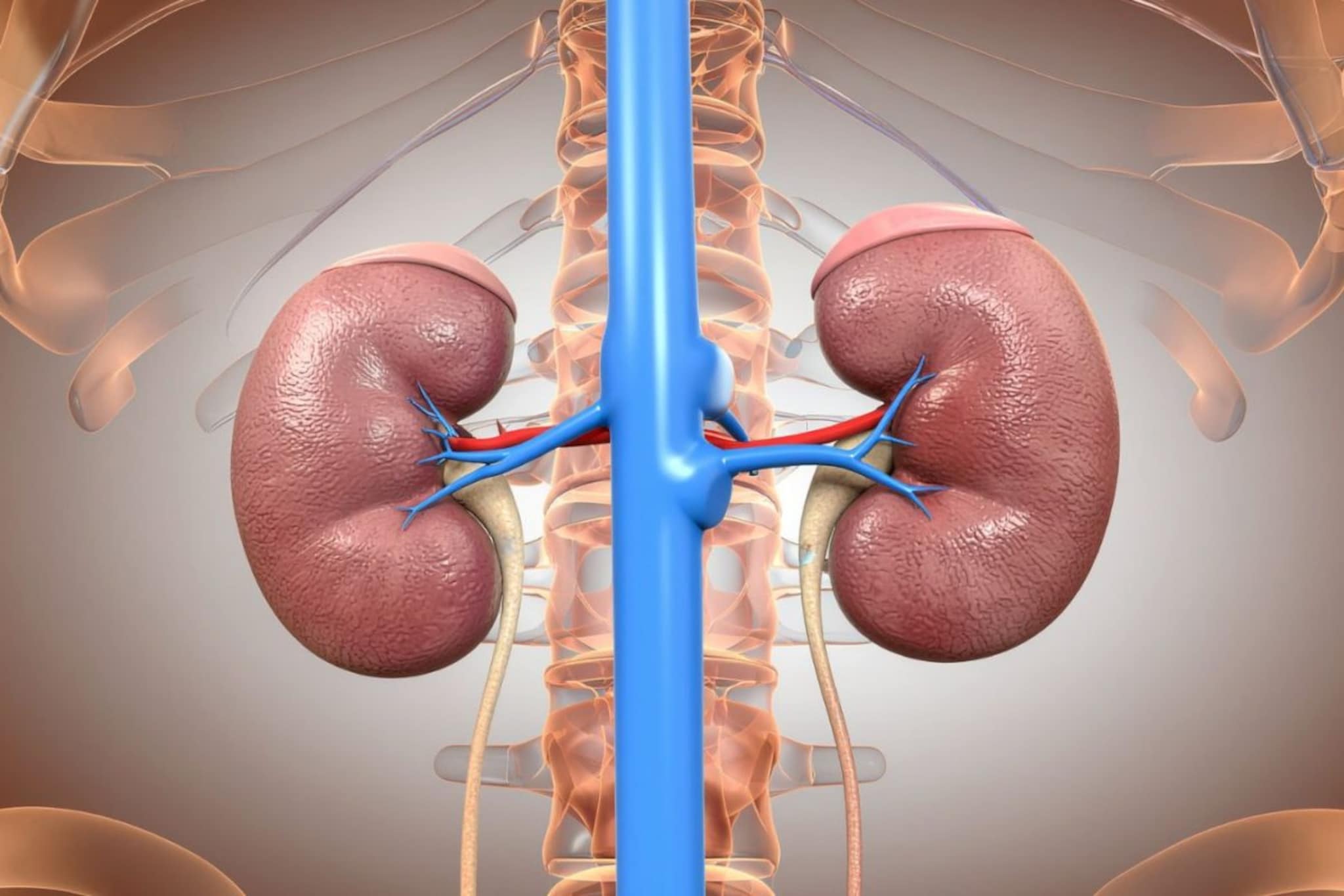 Kidney : उन्हाळ्यात घ्या किडन्यांची विशेष काळजी, पुरेसं पाणी प्या, तज्ज्ञांनी दिली किडनीसाठी योग्य पदार्थांची यादी
