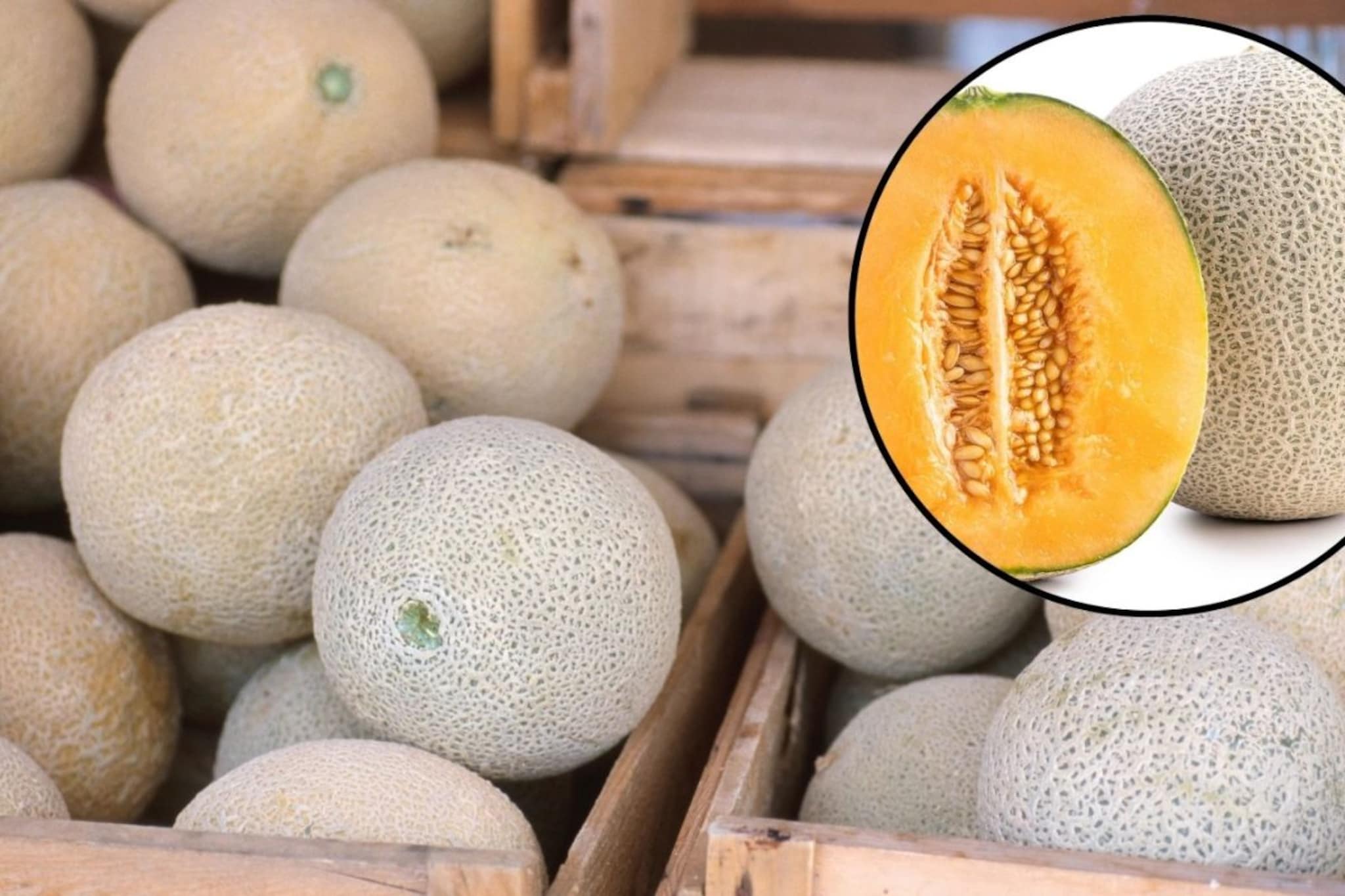 तुम्ही घरी आणलेलं खरबूज गोड निघालं नाही? खरेदी करताना नेमकं कसं ओळखावं?      