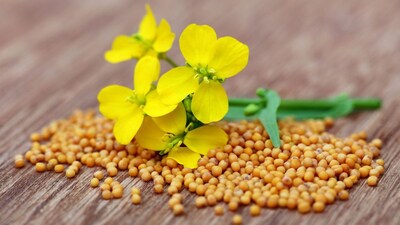 Grandma's Secret: Mustard Scrub for Radiant, Fresh Skin