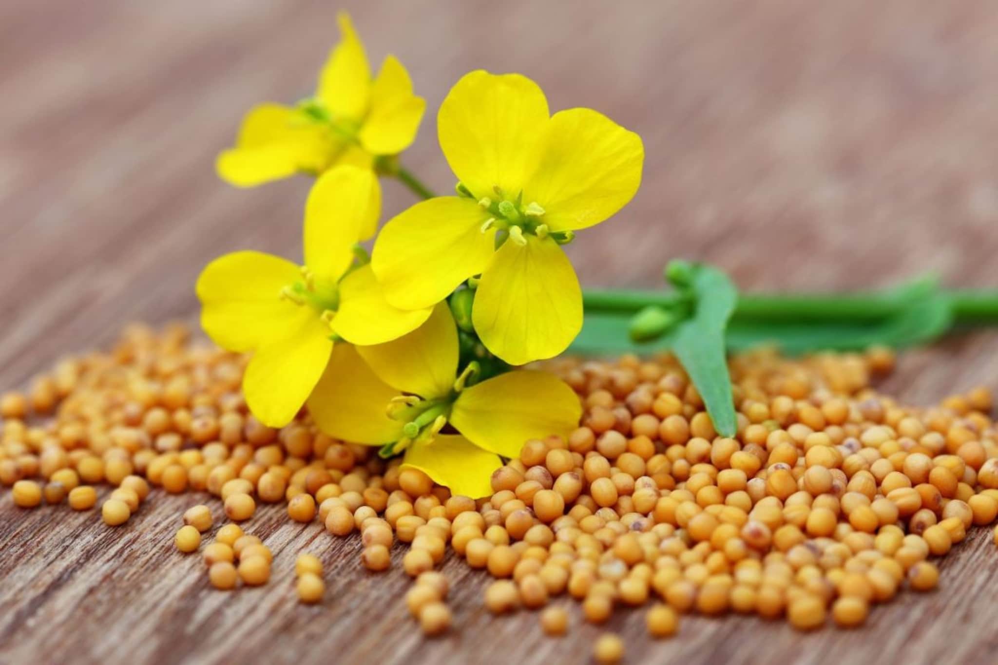 Skin Care : मोहरीच्या स्क्रबनं चेहरा दिसेल फ्रेश, डाग होतील कमी, चेहरा येईल उजळून 