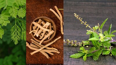 Natural Remedies: Small Medicinal Plants for Your Health