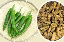 Summer Special Food : वाळवणाचा भन्नाट प्रकार, अशी बनवा सांडगी मिरची; तिखट खाणाऱ्यांसाठी वर्षभराची सोय!