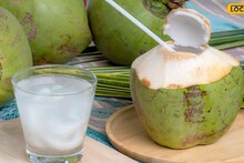 Coconut Malai : तुम्हीही नारळाचं पाणी प्यायल्यानंतर ते फेकून देता? आतल्या मलईचे फायदे ऐकून चकित व्हाल!