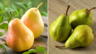 बाबूगोशा आणि नाशपातीतला फरक बाबूगोशा आणि नाशपातीतला फरक