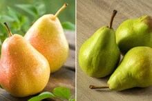 Pear Vs Indian Pear : दिसायला सारखीच पण चवीला वेगळी! बाबूगोशा आणि नाशपातीतला फरक असा ओळखा..