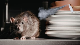 उंदीर घालवण्यासाठी करा हा उपाय.. उंदीर घालवण्यासाठी करा हा उपाय..