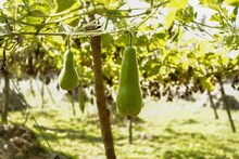 Food Food : दुधीच्या सालाची चटणी बनवण्याची सोपी कृती, चविष्ट आणि पौष्टिक पर्याय, नक्की करुन पाहा