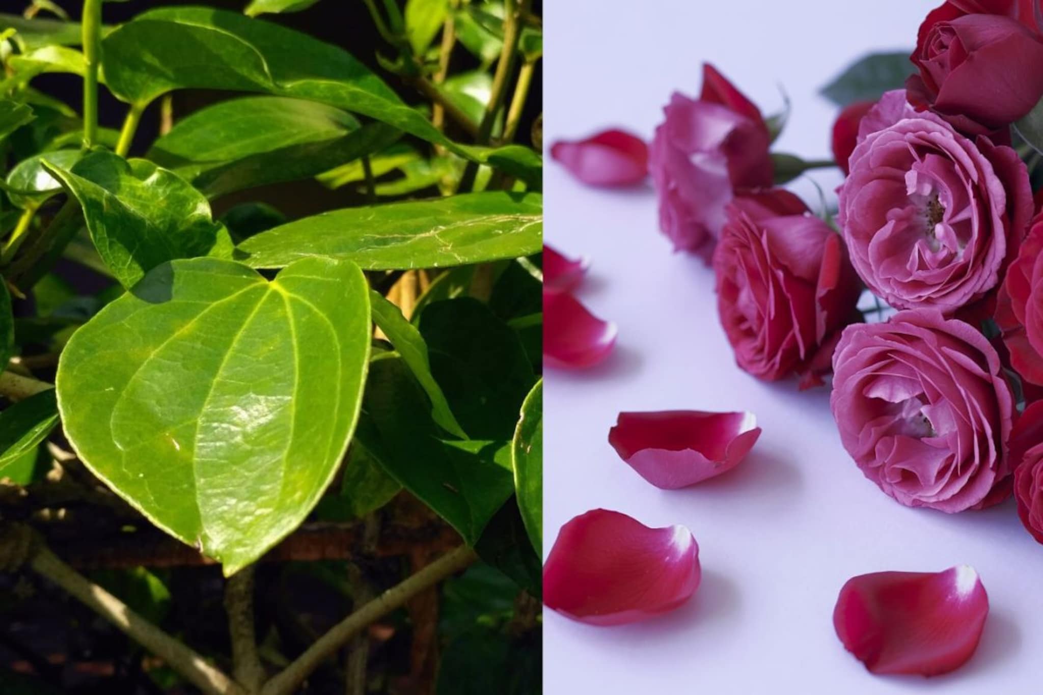 Summer Drink : भर उन्हाळ्यात सरबत ठेवेल डोकं शांत, नागवेलीची पानं, गुलकंदाच्या सरबतानं वाटेल गारगार