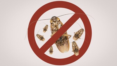 আরশোলা তাড়াতে চান? ঘরেই তৈরি করুন এই সহজ প্রতিকারগুলি!