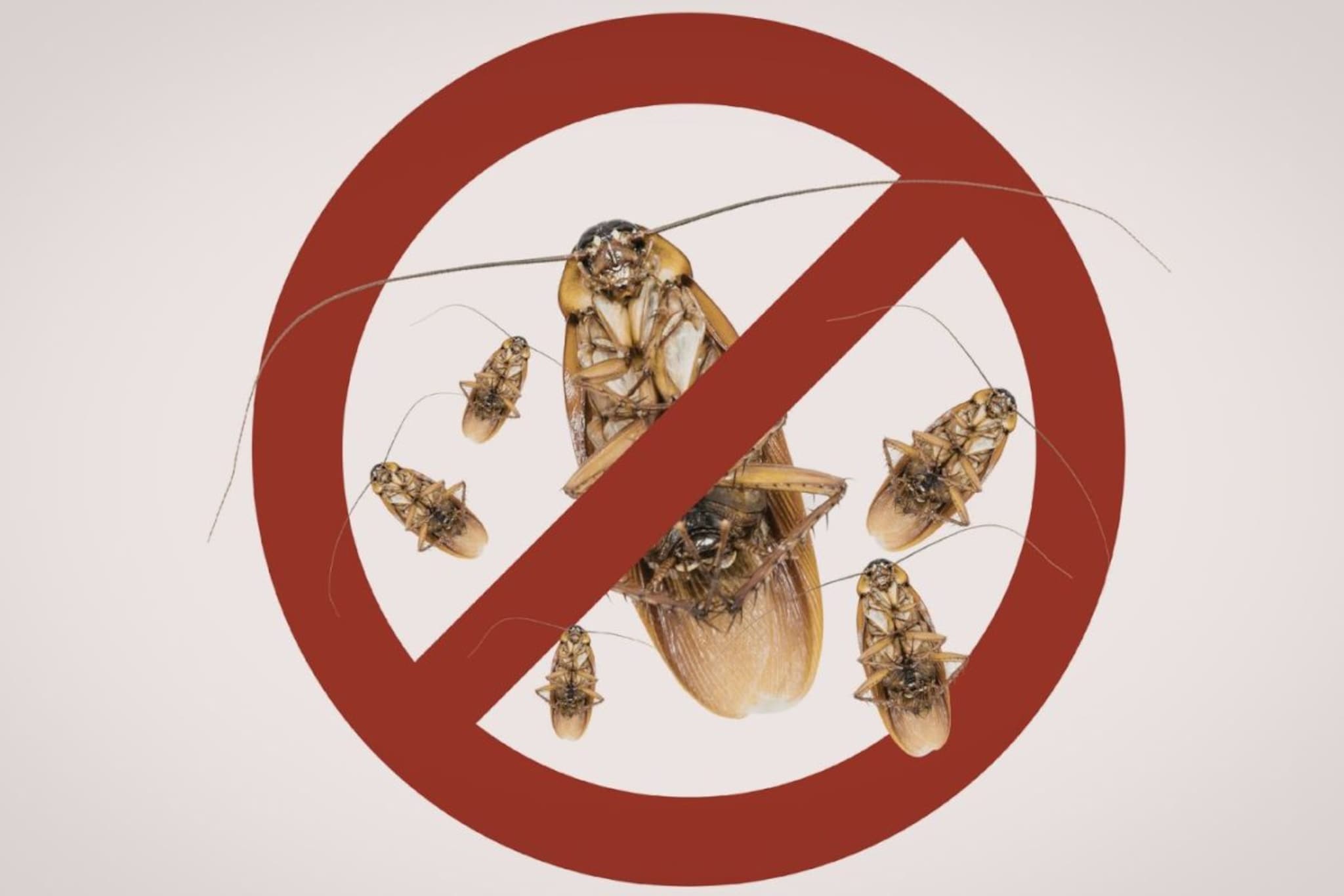 Anti roach : झुरळांना बाय बाय करण्यासाठी घरातले जिन्नस ठरतील उपयोगी, झुरळं होतील गायब 