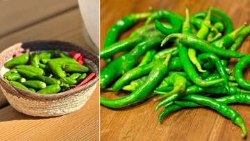 हिरव्या मिरच्या साठवण्याची ही पद्धत तुम्हाला माहितीये? 3 ते 4 आठवडे राहतात फ्रेश!