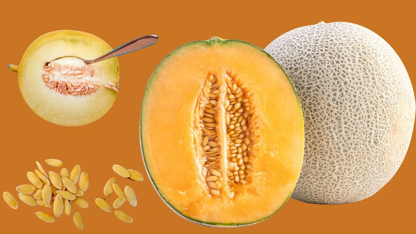 खरबुज हे उन्हाळ्यात मिळणारं एक अतिशय पौष्टिक फळ आहे. यात असणारे अनेक गुणधर्म आपल्या आरोग्यासाठी फायदेशीर ठरतात. अनेक जण ते मोठ्या आवडीने खातात. गोड चव आणि शरीराला थंडावा देणारे हे खरबुज अगदी कुठेही सहज उपलब्ध असते. खरबुज हे उन्हाळ्यात मिळणारं एक अतिशय पौष्टिक फळ आहे. यात असणारे अनेक गुणधर्म आपल्या आरोग्यासाठी फायदेशीर ठरतात. अनेक जण ते मोठ्या आवडीने खातात. गोड चव आणि शरीराला थंडावा देणारे हे खरबुज अगदी कुठेही सहज उपलब्ध असते.