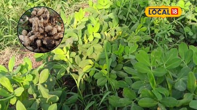 मजुरी ते लखपती: भुईमुग शेतीने बदलले रवी पवारचे नशीब, 6 लाखांचा नफा कमावला.