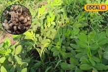 Success Story : इतरांच्या शेतात मजुरी केली अन् घेतला निर्णय, भुईमुग शेतीतून नशीब पालटलं, 6 लाख रुपयांचा नफा