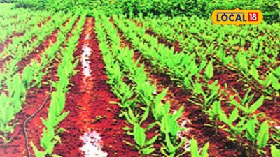 सेंद्रिय विरुद्ध रासायनिक शेती: शेतकरी आणि पृथ्वीसाठी कोणती चांगली?