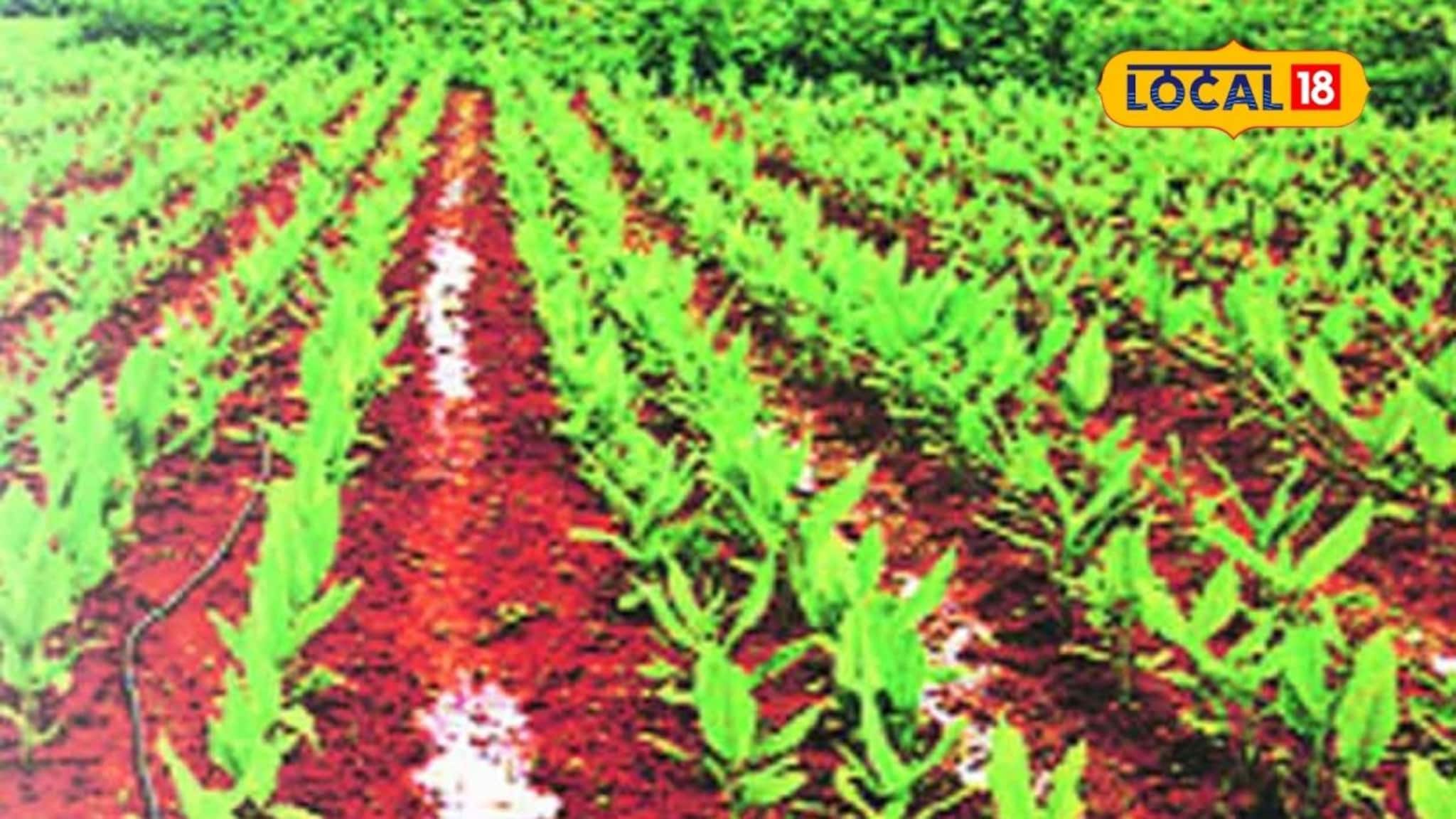 Agriculture News : सेंद्रिय आणि रासायनिकमध्ये फरक काय? कशी करावी शेती? संपूर्ण माहितीचा Video Agriculture News : सेंद्रिय आणि रासायनिकमध्ये फरक काय? कशी करावी शेती? संपूर्ण माहितीचा Video