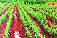 Agriculture News : सेंद्रिय आणि रासायनिकमध्ये फरक काय? कशी करावी शेती? संपूर्ण माहितीचा Video