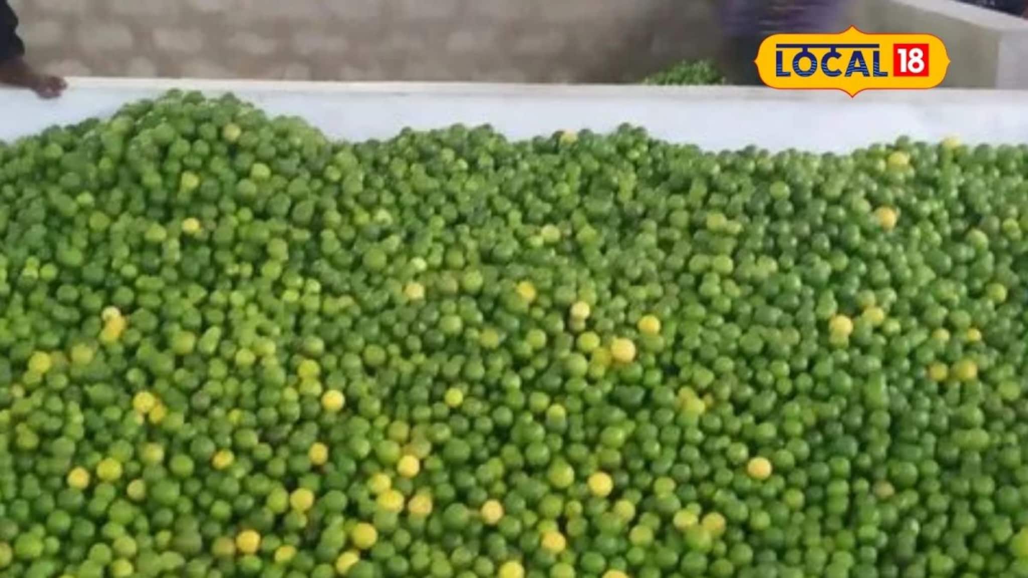 लिंबूला मिळाला उच्चांकी दर, कांद्याने आणले शेतकऱ्यांचा डोळ्यात पाणी, केळीचा आजचा भाव काय? Video