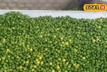 APMC Market: लिंबू उत्पादक शेतकऱ्यांसाठी गुड न्यूज, दरात झाली वाढ, केळीला काय मिळाला भाव?