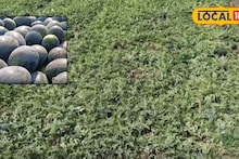 Success Story : तोटा झाला तरी निर्णय घेतला, टरबूज लागवड ठरली फायद्याची, ज्ञानेश्वरला 8 लाखांचा नफा