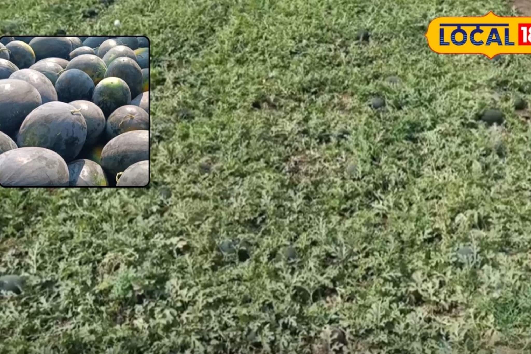 तोटा झाला तरी निर्णय घेतला, टरबूज लागवड ठरली फायद्याची, 8 लाखांचा नफा