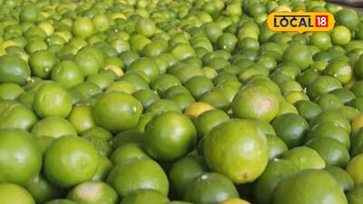 APMC मार्केट अपडेट: लिंबू, द्राक्षे आणि कांद्याच्या दरात चढ-उतार