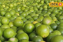APMC Market: लिंबू इतके महाग का झाले, द्राक्षाची काय स्थिती? मार्केटमधून मोठी अपडेट