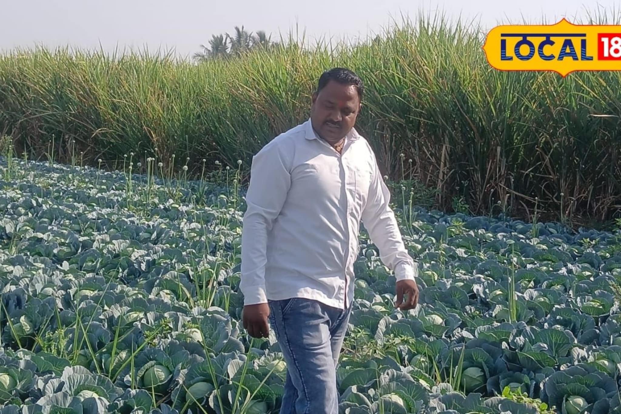 40 दिवसांत पैसे हातात, शेतकऱ्याचा शेतीचा प्रयोग यशस्वी, असं काय केलं?