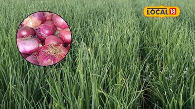 कांद्याने बनवले लखपती! तरुण शेतकऱ्याने पद्धत बदलली, 6 लाख कमावले!