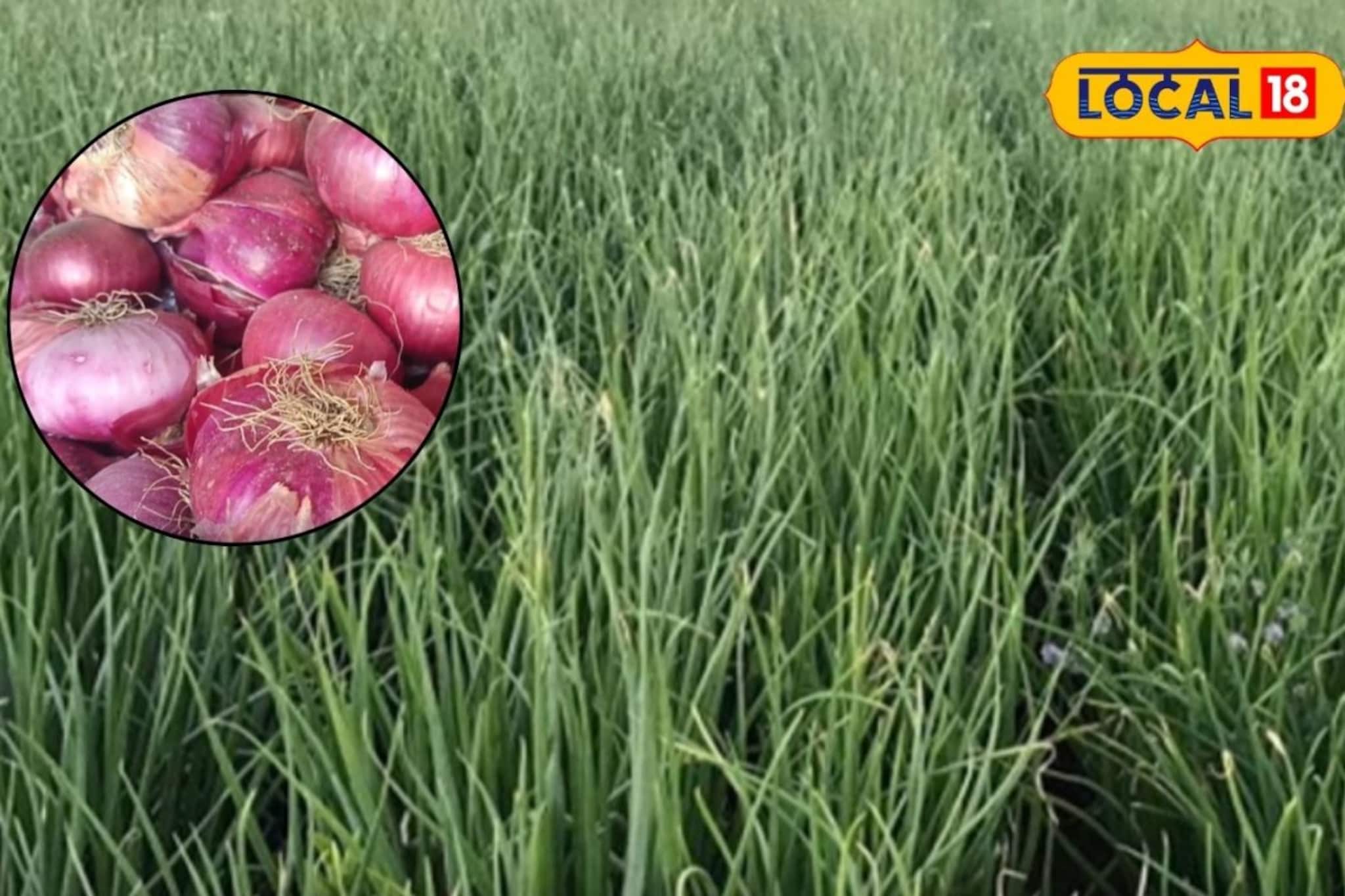 कांद्याने शेतकऱ्याला बनवलं लखपती, तरुण शेतकऱ्याने पद्धत बदलली अन् 6 लाख कमावले!