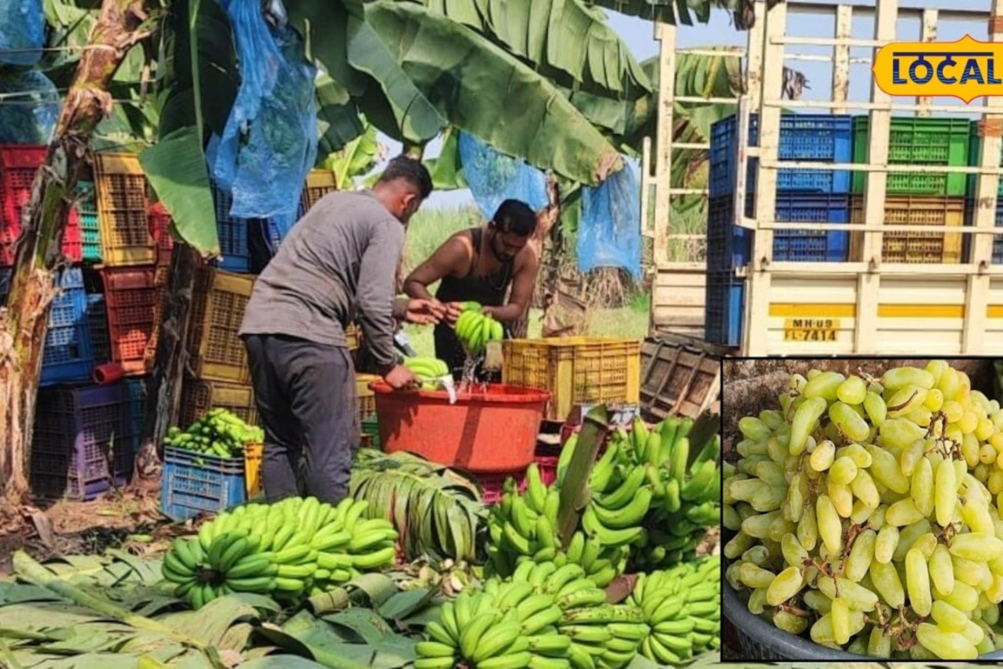 APMC Market: ऊन तापलं, मार्केट हाललं, लिंबू, केळीच्या आवकेत घट; द्राक्षे, कांद्याला कुठं मिळाला भाव? APMC Market: ऊन तापलं, मार्केट हाललं, लिंबू, केळीच्या आवकेत घट; द्राक्षे, कांद्याला कुठं मिळाला भाव?