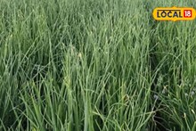 Success Story : सेंद्रिय लागवड पद्धत ठरली फायद्याची, कांदा शेतीमधून कमवले 6 लाख!