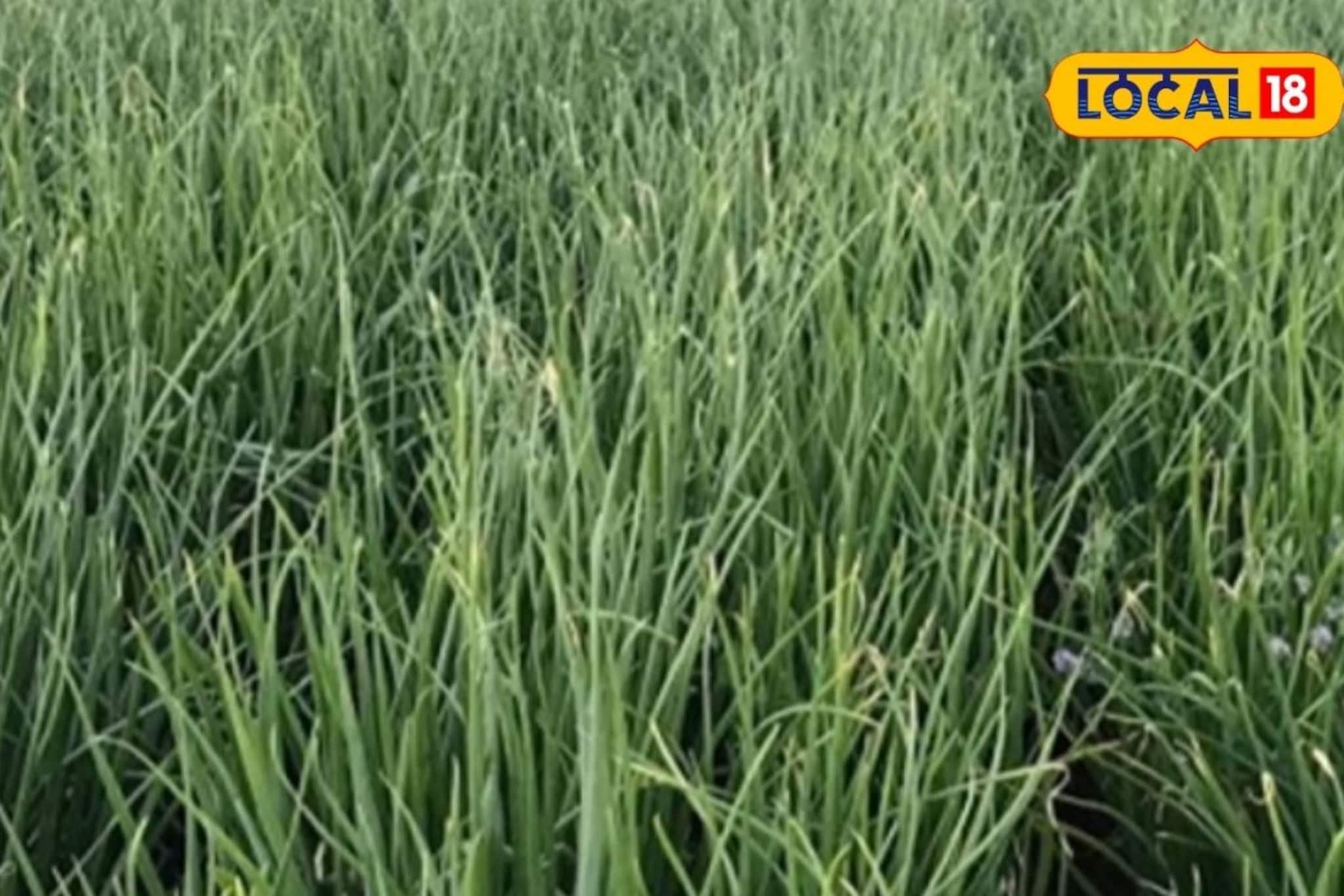 सेंद्रिय लागवड पद्धत ठरली फायद्याची, कांदा शेतीमधून कमवले 6 लाख!