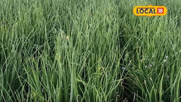 सेंद्रिय लागवड पद्धत ठरली फायद्याची, कांदा शेतीमधून कमवले 6 लाख! सेंद्रिय लागवड पद्धत ठरली फायद्याची, कांदा शेतीमधून कमवले 6 लाख!