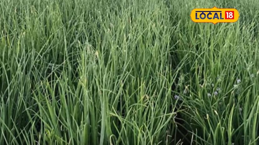 शेतकरी शेतात नवनवीन प्रयोग करताना पाहायला मिळतात. बीड जिल्ह्यातील माजलगाव येथील तरुण शेतकरी महेश राठोड यांनी सेंद्रिय पद्धतीने कांदा लागवड करत यशस्वी शेती केली आहे. दोन एकर क्षेत्रात त्यांनी घेतलेल्या या पिकातून एका सीझनमध्ये तब्बल 5 ते 6 लाखांचे उत्पन्न मिळवले आहे. शेतकरी शेतात नवनवीन प्रयोग करताना पाहायला मिळतात. बीड जिल्ह्यातील माजलगाव येथील तरुण शेतकरी महेश राठोड यांनी सेंद्रिय पद्धतीने कांदा लागवड करत यशस्वी शेती केली आहे. दोन एकर क्षेत्रात त्यांनी घेतलेल्या या पिकातून एका सीझनमध्ये तब्बल 5 ते 6 लाखांचे उत्पन्न मिळवले आहे.