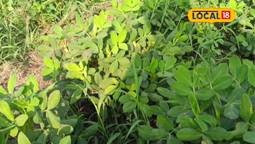 इतरांच्या शेतात मजुरी केली अन् घेतला निर्णय, भुईमुग शेतीतून नशीब पालटलं, 6 लाख रुपयांचा नफा