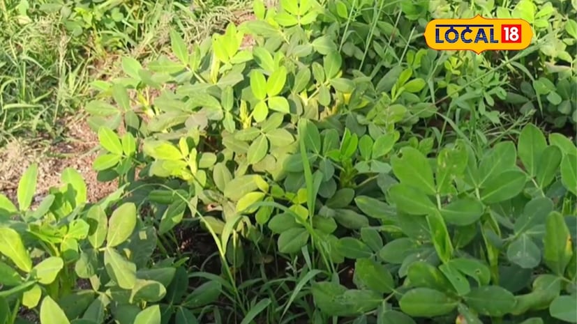 शेती हा तसं पाहिलं गेलं तर तोट्यात जाणारा व्यवसाय आहे. पण मेहनत आणि योग्य नियोजनाच्या जोरावर शेती केल्यास चांगला नफा मिळवता येतो. हे बीडमधील शेतकरी रवी पवार यांनी दाखवून दिलं आहे. शेती हा तसं पाहिलं गेलं तर तोट्यात जाणारा व्यवसाय आहे. पण मेहनत आणि योग्य नियोजनाच्या जोरावर शेती केल्यास चांगला नफा मिळवता येतो. हे बीडमधील शेतकरी रवी पवार यांनी दाखवून दिलं आहे.