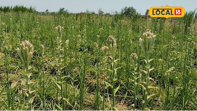 Solapur Farmer Earns Lakhs with Onion-Tuberose Intercropping on 10 Guntha Land