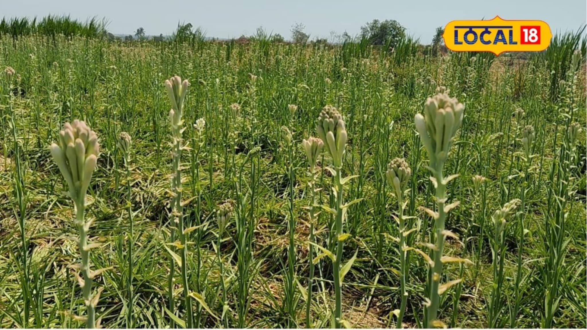 Success Story : शेतकऱ्याचा 10 गुंठ्यात प्रयोग भारी, केली कांदा अन् गुलछडीची आंतरपीक शेती, इतक्या लाखाचा नफा Success Story : शेतकऱ्याचा 10 गुंठ्यात प्रयोग भारी, केली कांदा अन् गुलछडीची आंतरपीक शेती, इतक्या लाखाचा नफा