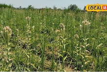 Success Story : शेतकऱ्याचा 10 गुंठ्यात प्रयोग भारी, केली कांदा अन् गुलछडीची आंतरपीक शेती, इतक्या लाखाचा नफा