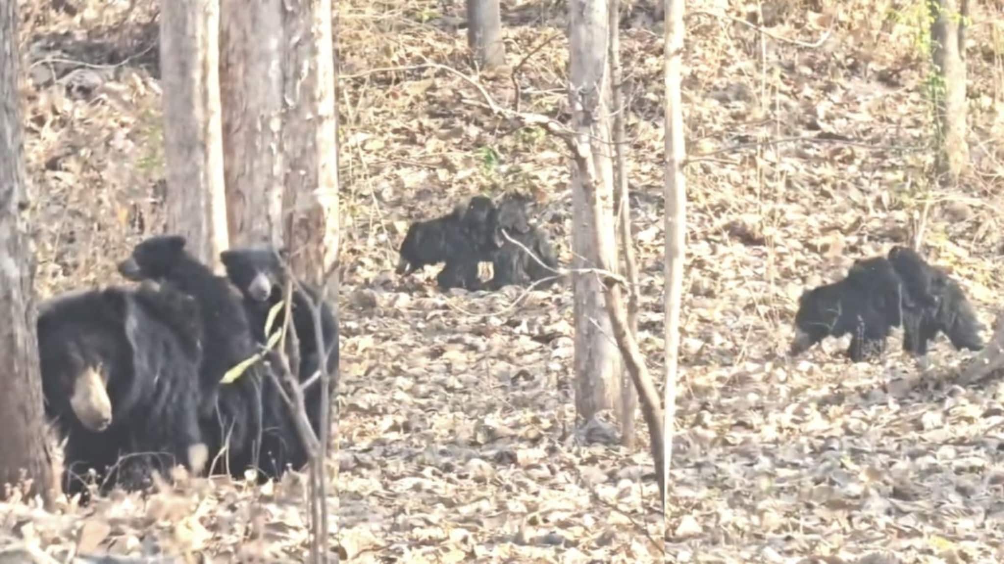 माय ती लेकरांची! 2 पिल्लांना पाठीवर घेऊन अस्वल आईने जंगलात 3 किमी केली प्रवास, PHOTOS पाहून लोक गहिवरले!
