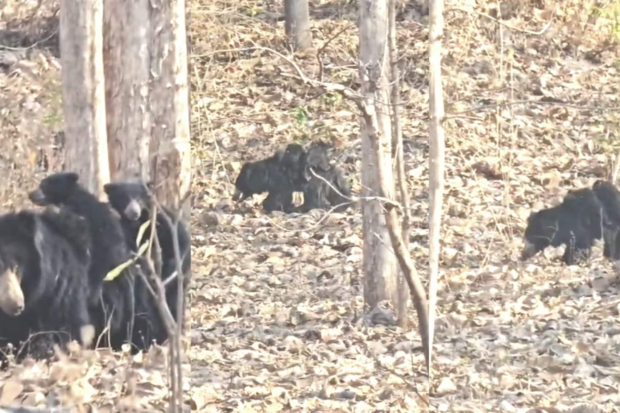 माय ती लेकरांची! 2 पिल्लांना पाठीवर घेऊन अस्वल आईने जंगलात 3 किमी केली प्रवास, PHOTOS पाहून लोक गहिवरले! माय ती लेकरांची! 2 पिल्लांना पाठीवर घेऊन अस्वल आईने जंगलात 3 किमी केली प्रवास, PHOTOS पाहून लोक गहिवरले!