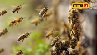 bees attackउन्हामुळे आग्या मोहोळ उठले; पर्यटकांची पळापळ, अंजिंठा लेणीत भयंकर प्रकार bees attackउन्हामुळे आग्या मोहोळ उठले; पर्यटकांची पळापळ, अंजिंठा लेणीत भयंकर प्रकार