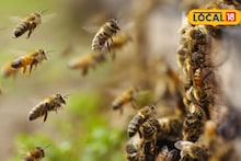 अजिंठा लेणीत पर्यटकांची पळापळ, आग्या मोहोळ उठले अन्..., 10 जण थेट रुग्णालयात