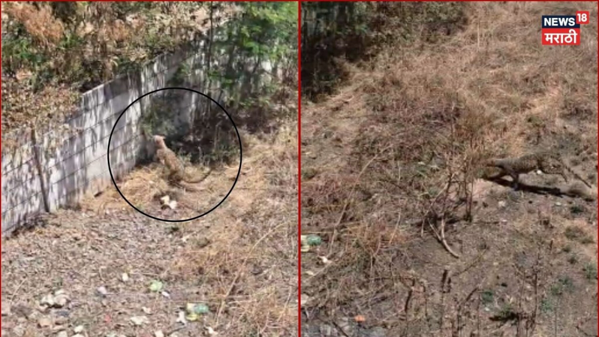 नाशिकच्या भरवस्तीत घुसला बिबट्या, 3 तासांपासून रेस्क्यूचा थरार, पाहण्यासाठी लोकांची गर्दी