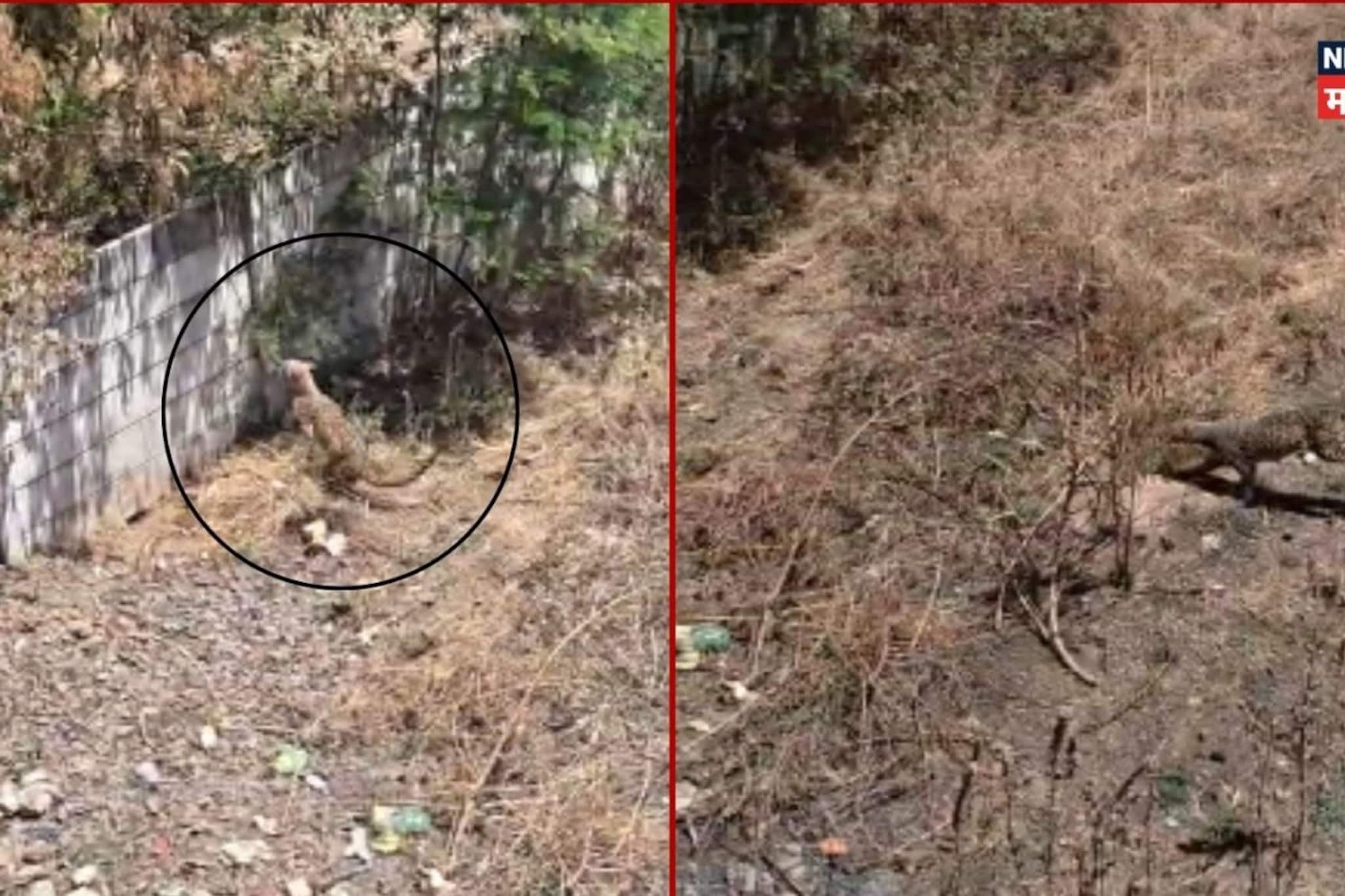 नाशिकच्या भरवस्तीत घुसला बिबट्या, 3 तासांपासून रेस्क्यूचा थरार, पाहण्यासाठी लोकांची गर्दी नाशिकच्या भरवस्तीत घुसला बिबट्या, 3 तासांपासून रेस्क्यूचा थरार, पाहण्यासाठी लोकांची गर्दी