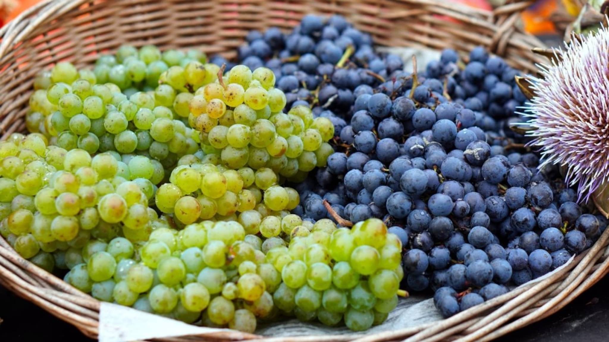 Grapes : काळी द्राक्षे की हिरवी? उन्हाळ्यात कोणती खाणे जास्त फायदेशीर? चुकीच्या वेळी खाल्ल्यास होऊ शकतो त्रास