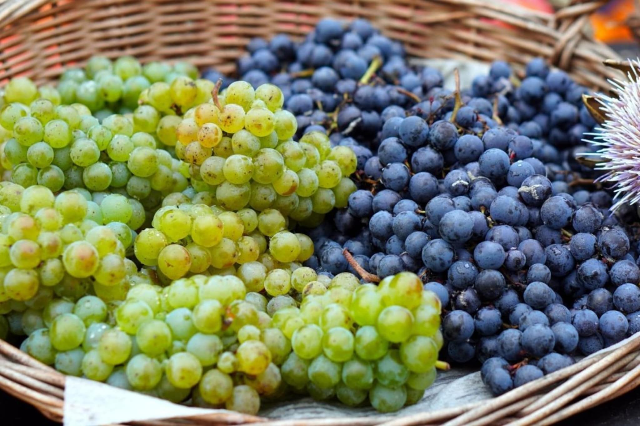 काळी द्राक्षे की हिरवी? उन्हाळ्यात कोणती खाणे जास्त फायदेशीर?