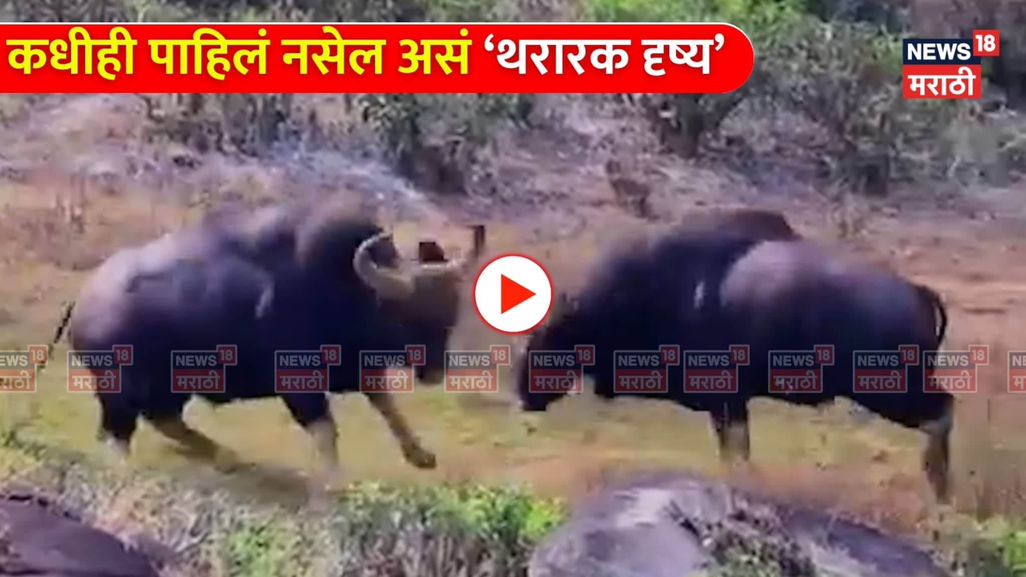 Viral Video: महाबळेश्वरमध्ये 2 गव्यांची झूंज! कधीही पाहिलं नसेल असं थरारक दृष्य कॅमेऱ्यात कैद!
